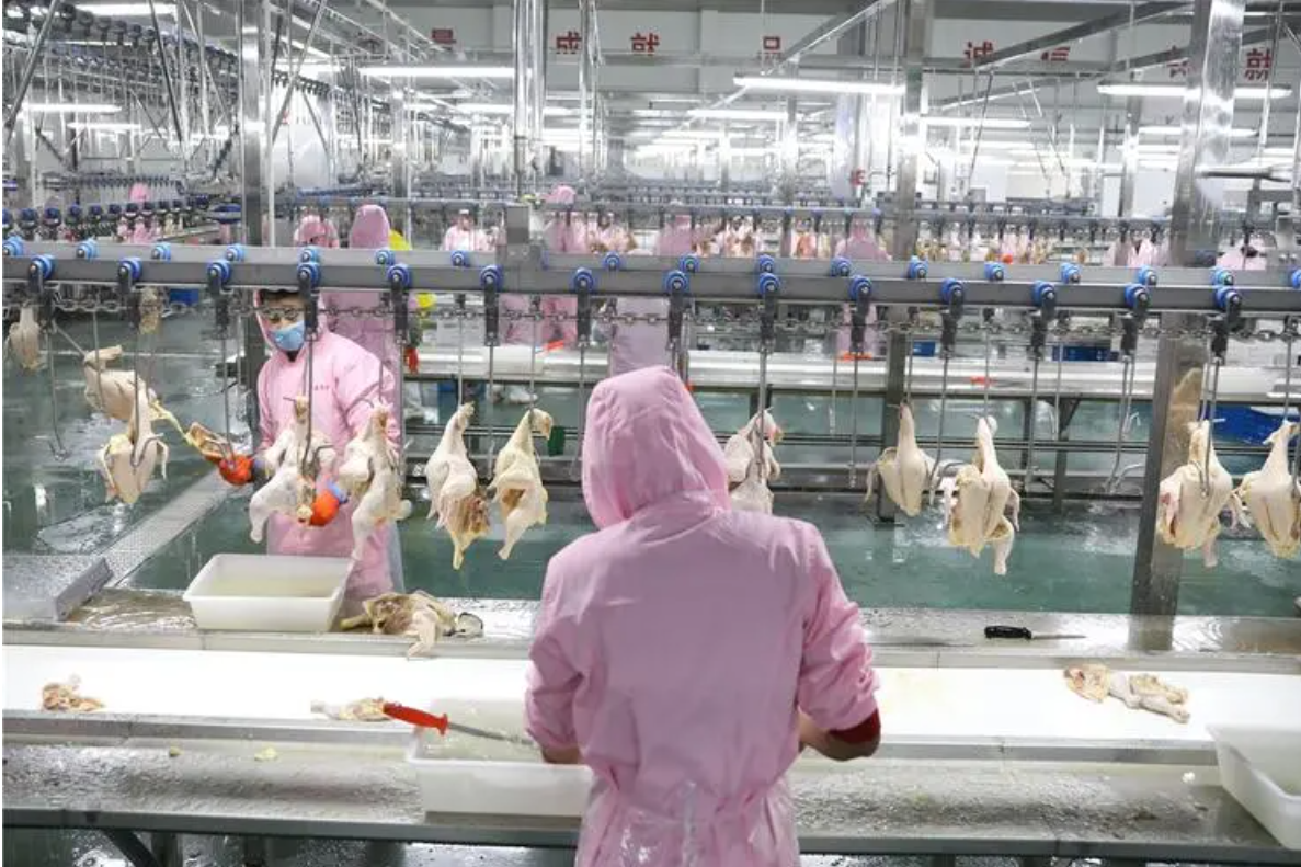 肉禽质量溯源管理